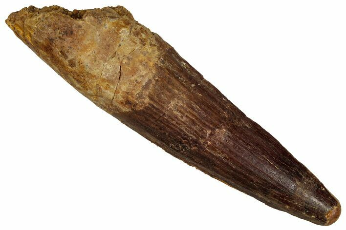 Fossil Spinosaurus Tooth - Real Dinosaur Tooth #355754